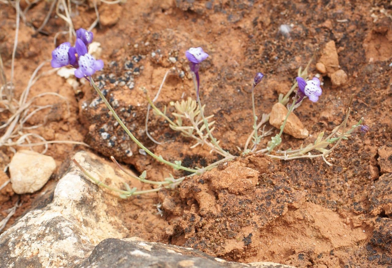 Linaria ametista 8