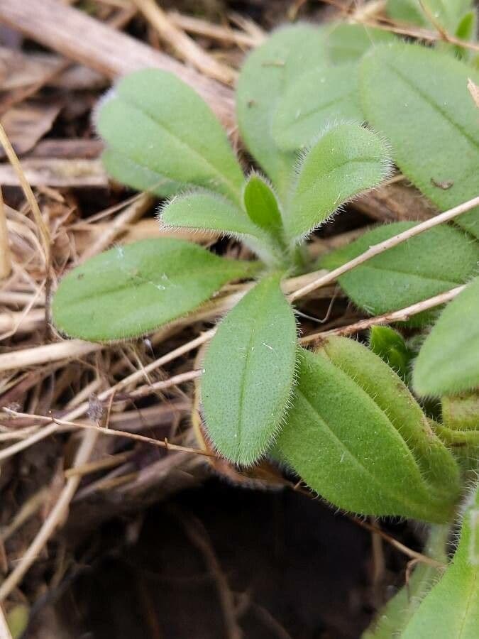 Miosotide ramosissima 18