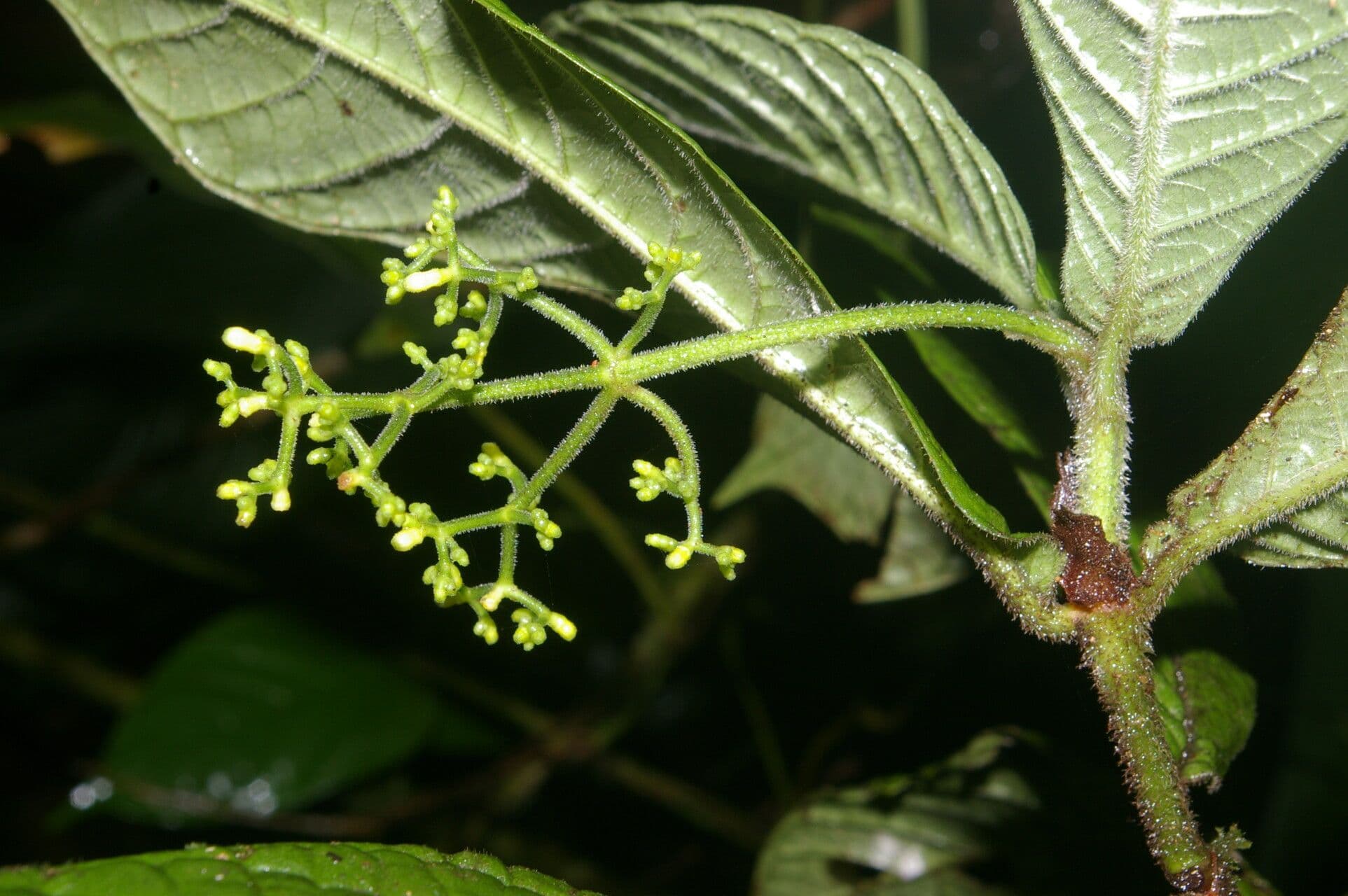 Psychotria di Neill 7