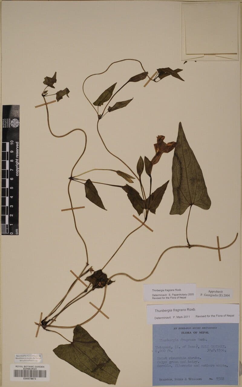Thunbergia fragrante 19