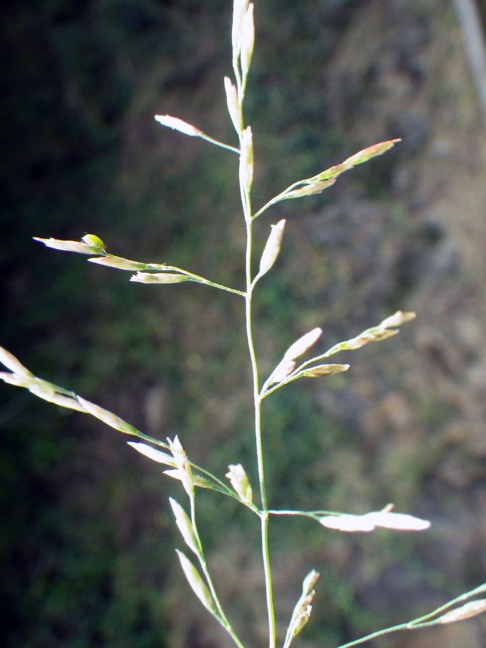 Gramigna delle saline 7