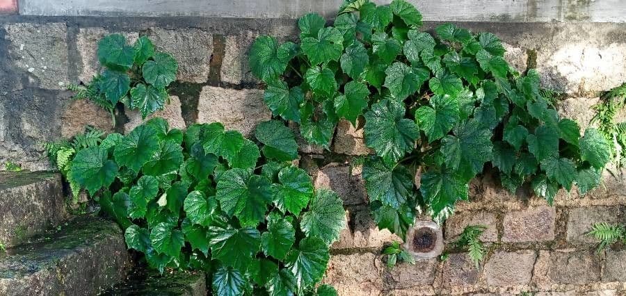 Begonia formosana 12