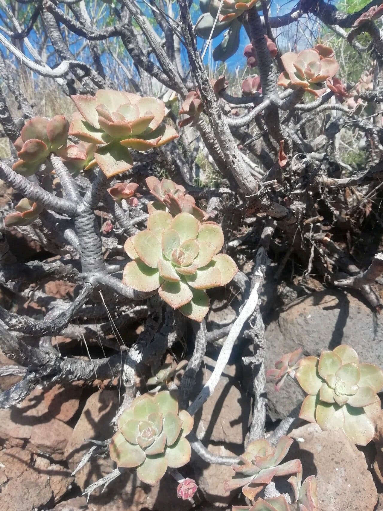 Aeonium 9