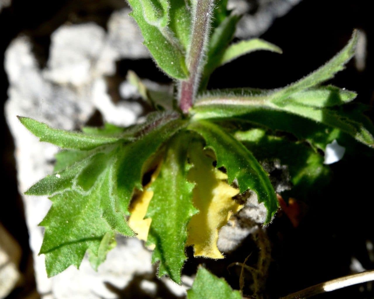 Arabis nova 14