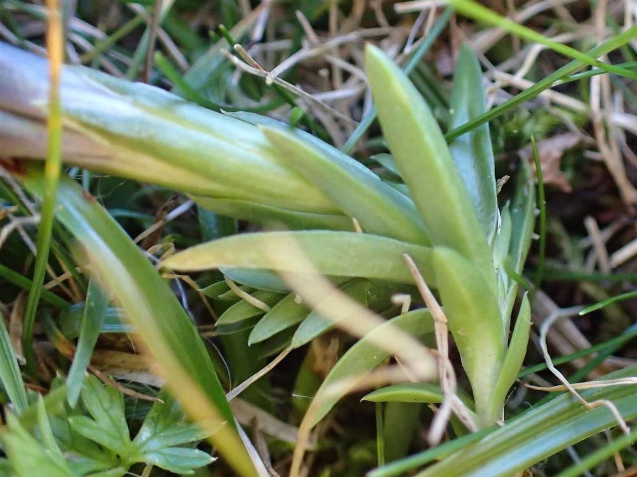 Goryczka 16