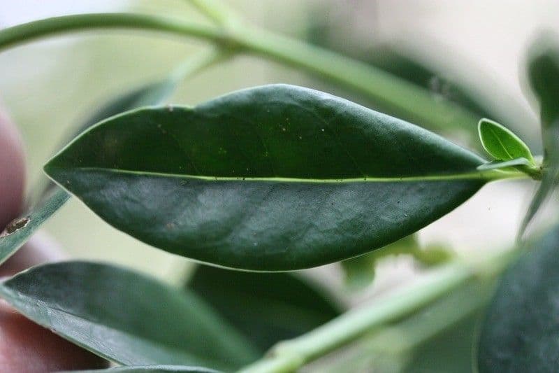 Psychotria 10