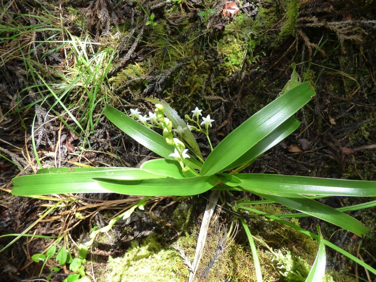 Angraecum 11