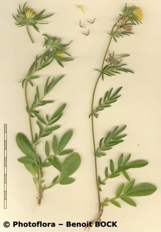 Anthyllis 16