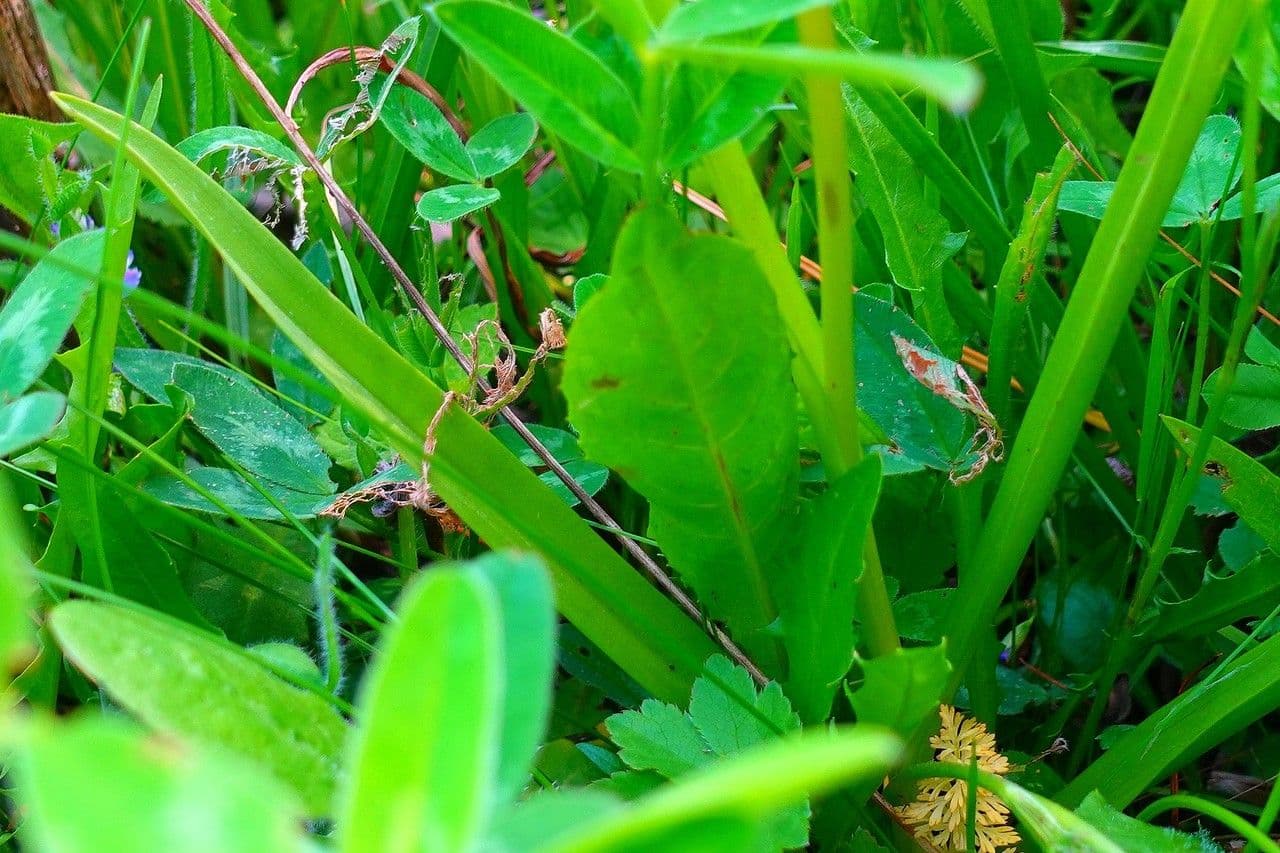 Manina rosea 20