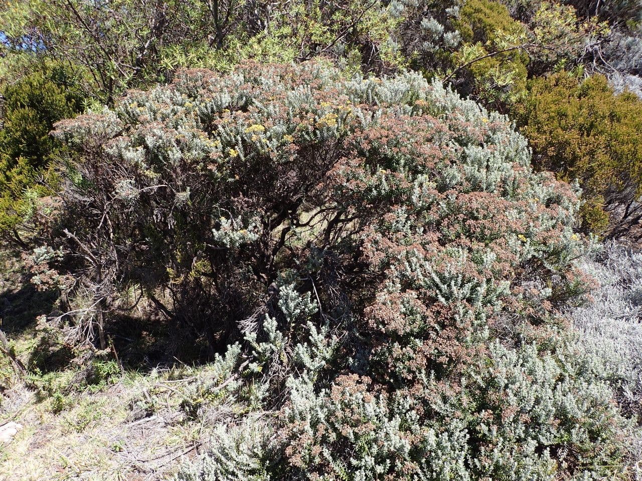 Hubertia 14