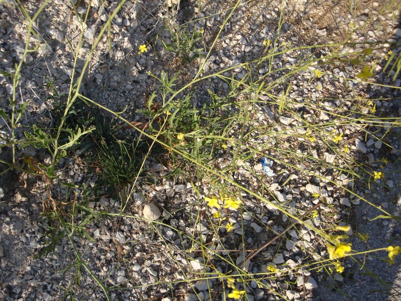 Diplotaxis harra 19