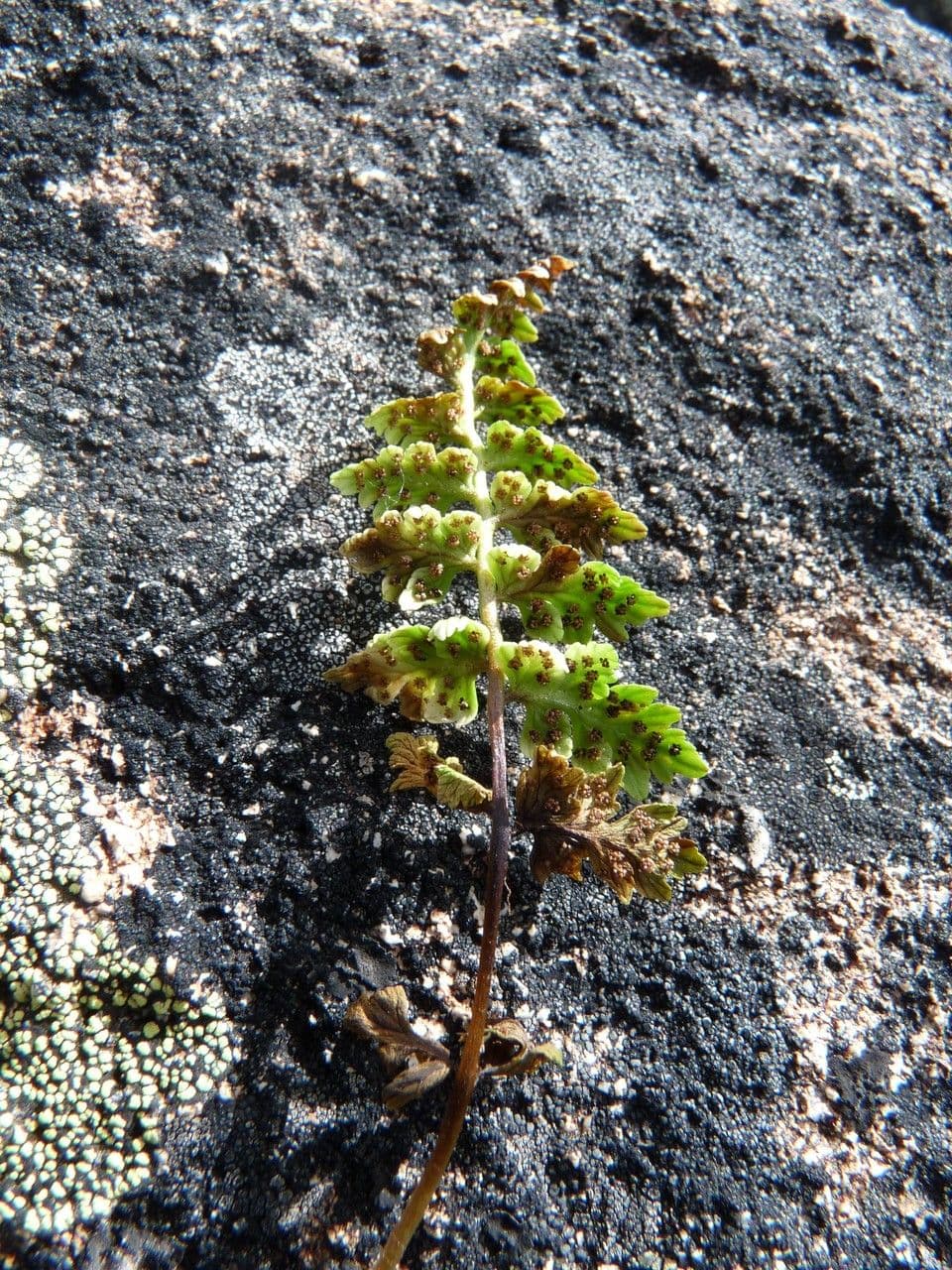 Woodsia 5