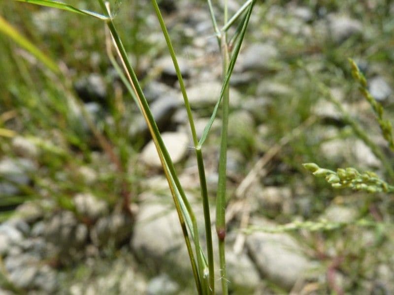 Eragrostis pectinacea 15