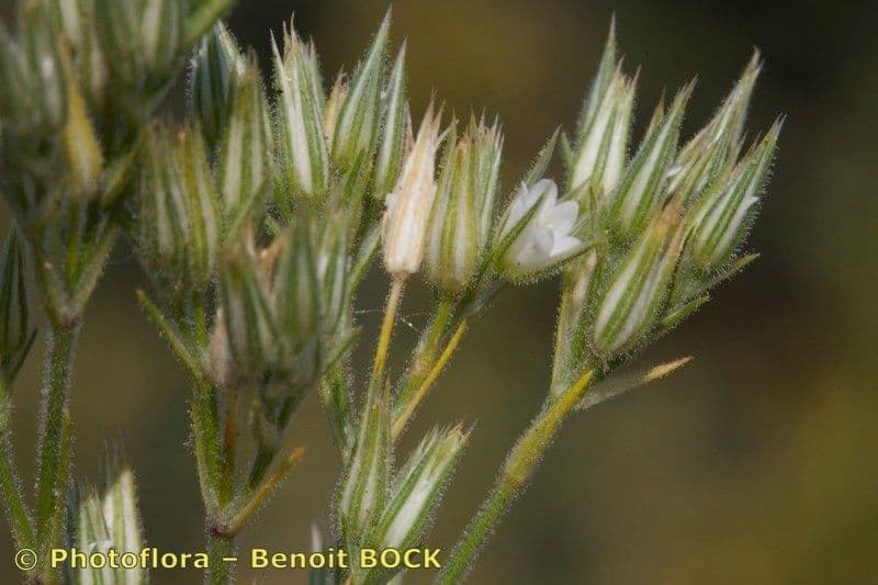 Minuartia glomerata 2