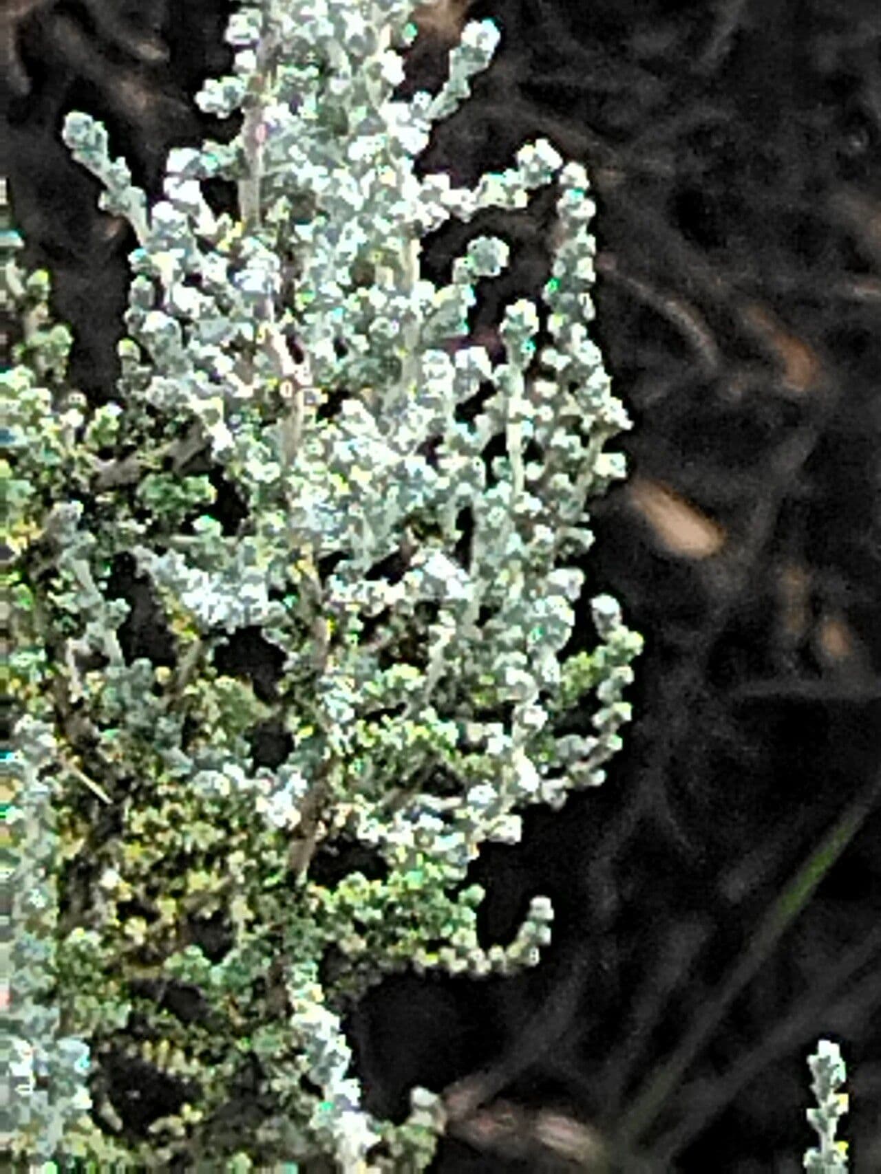 Seriphium plumosum 2