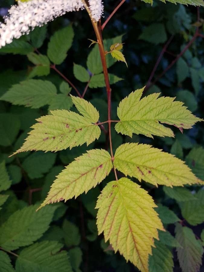 Astilbe giapponese 18