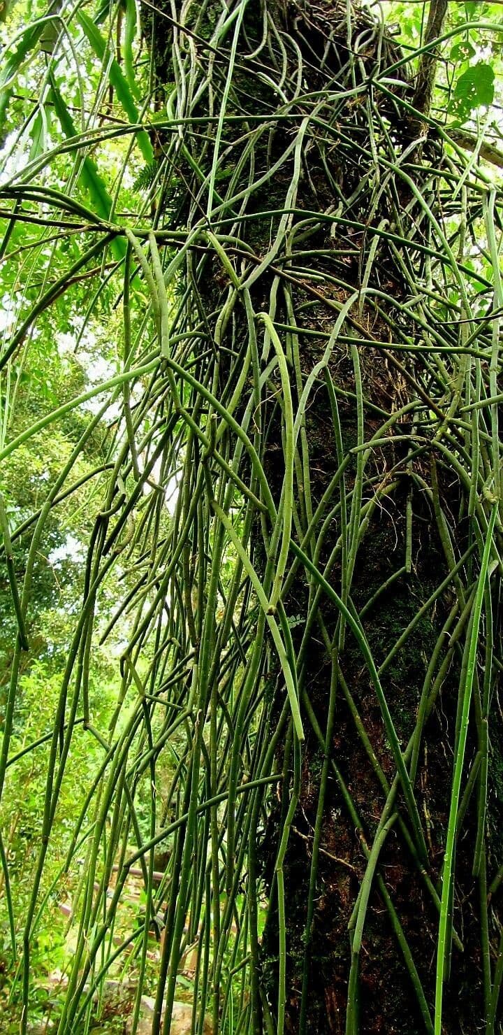 Rhipsalis 9
