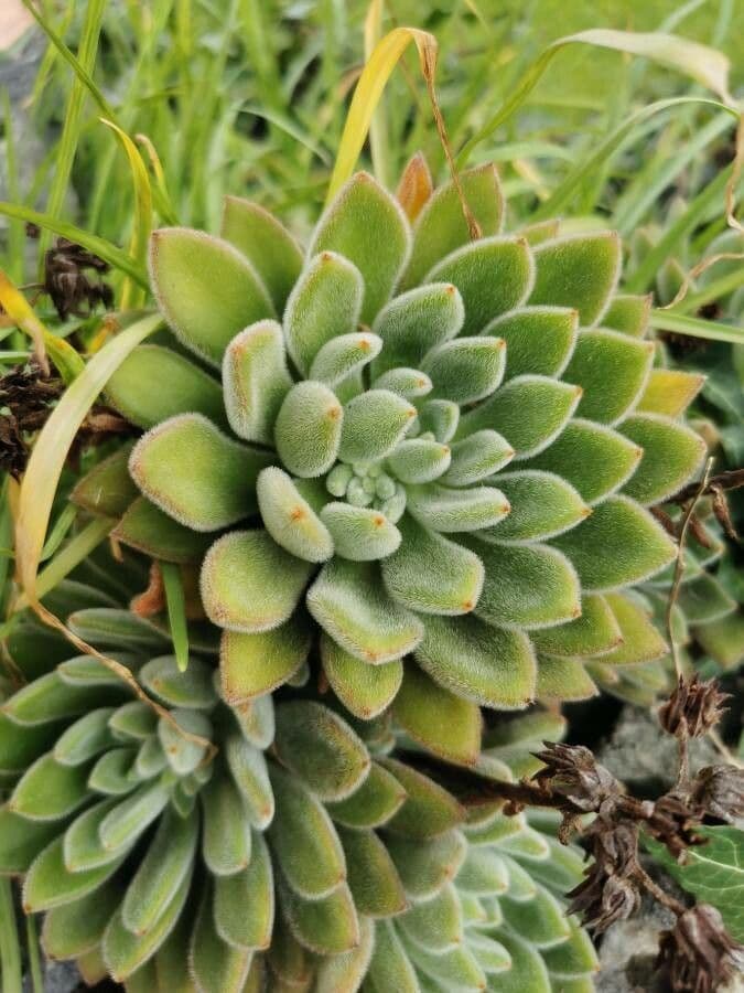 Echeveria 14