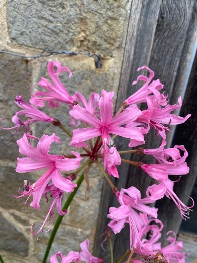 Nerine 5