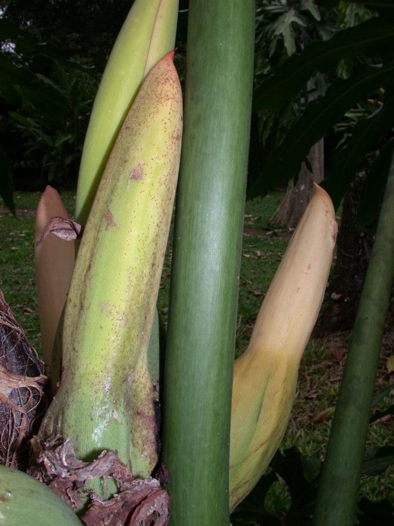Philodendron 14