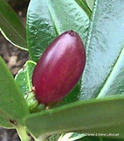 Coca