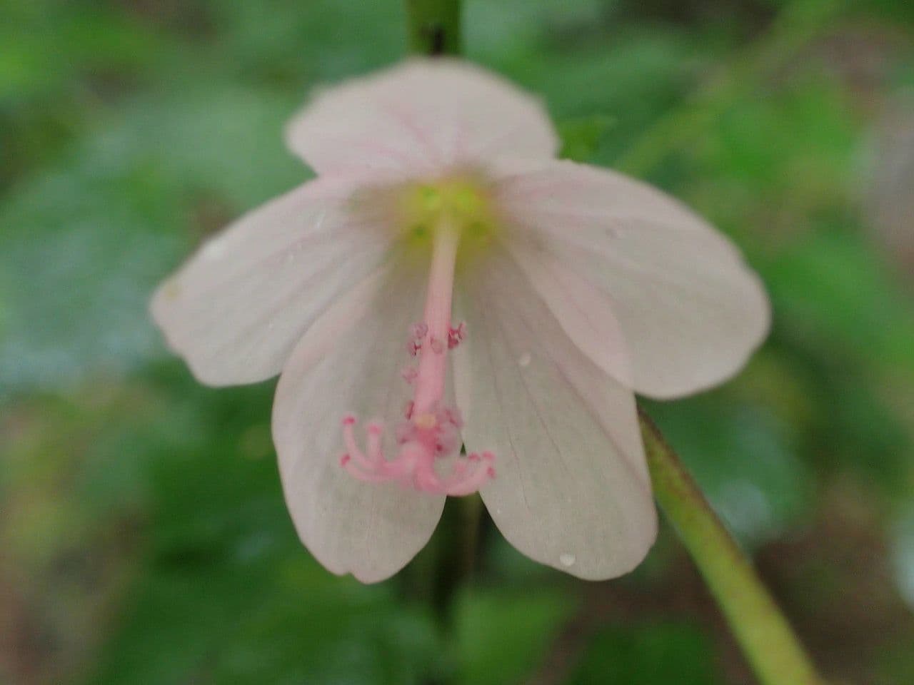 Pavonia columella 4