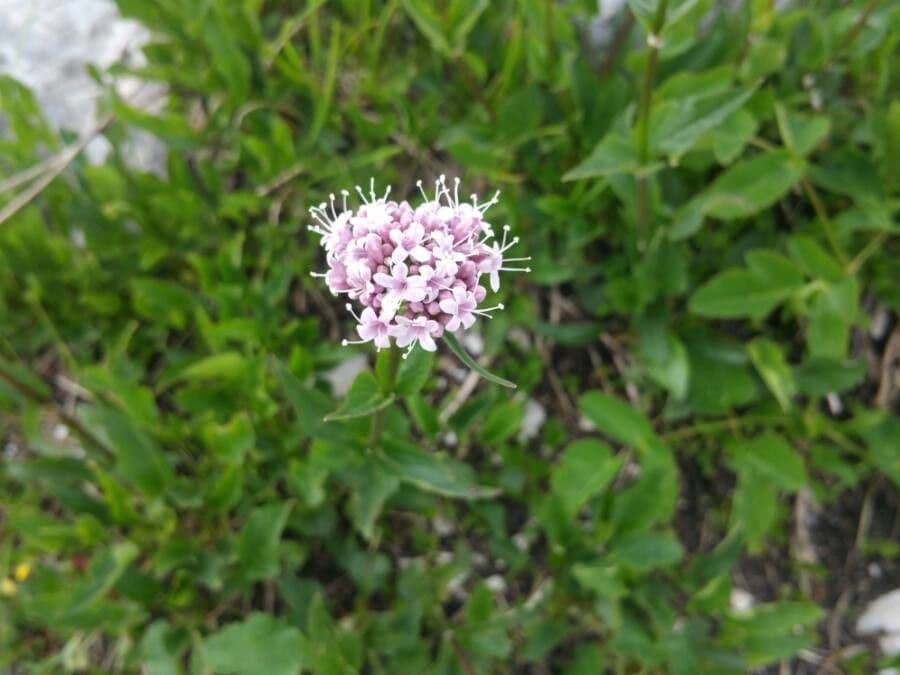 Dwarf valerian 10