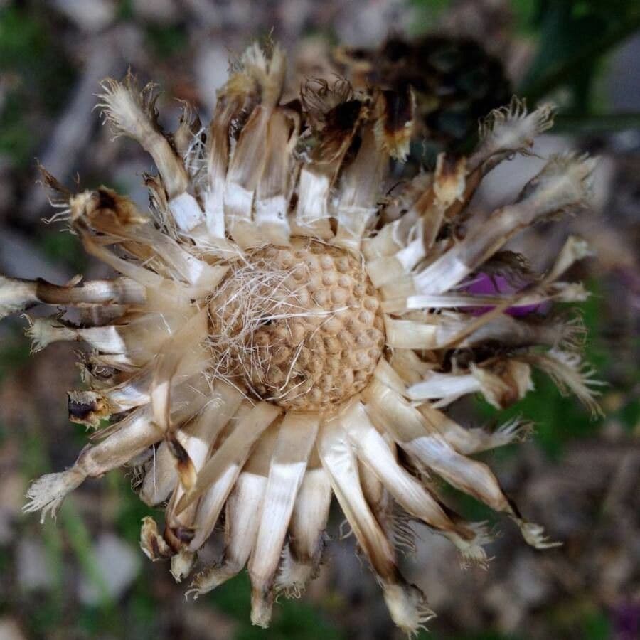 Centaurea vedovina 2