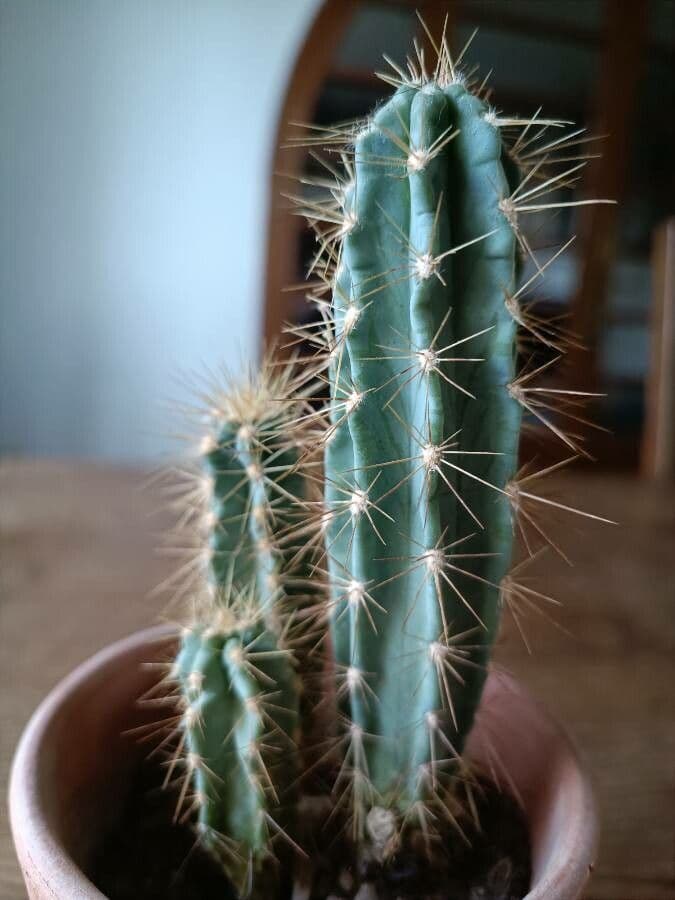 Pilosocereus pachycladus 17