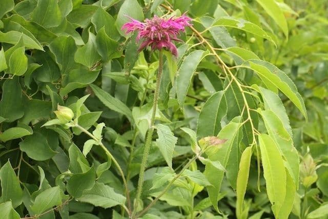 Monarda viola 4