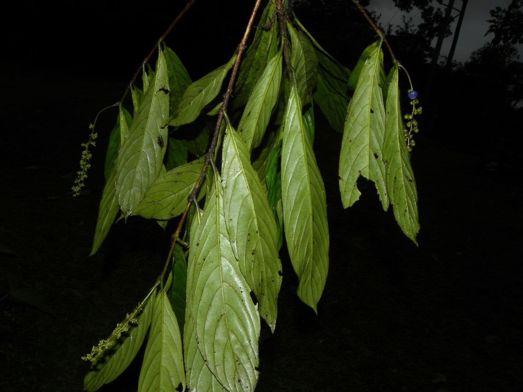 Bertiera 19
