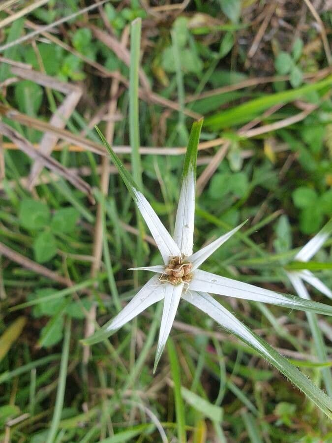 Rhynchospora 5