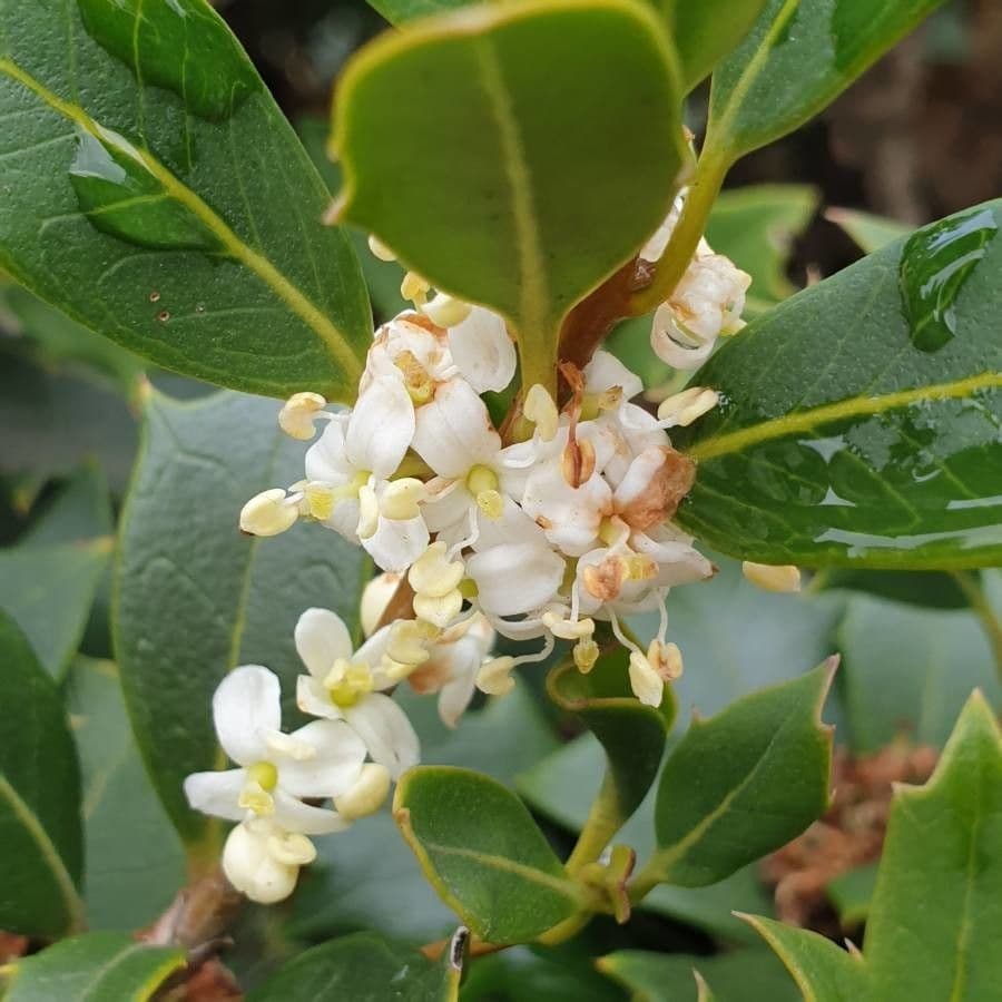 Buntlaub-Duftblume 9