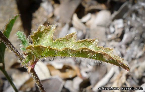 Tragia ramosa 19