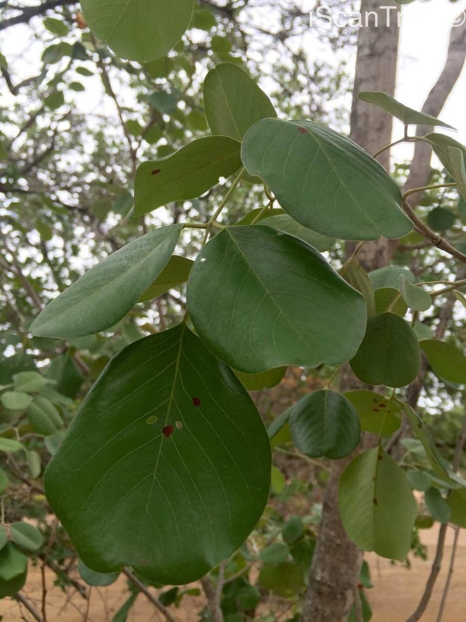Hülsenbaum 17
