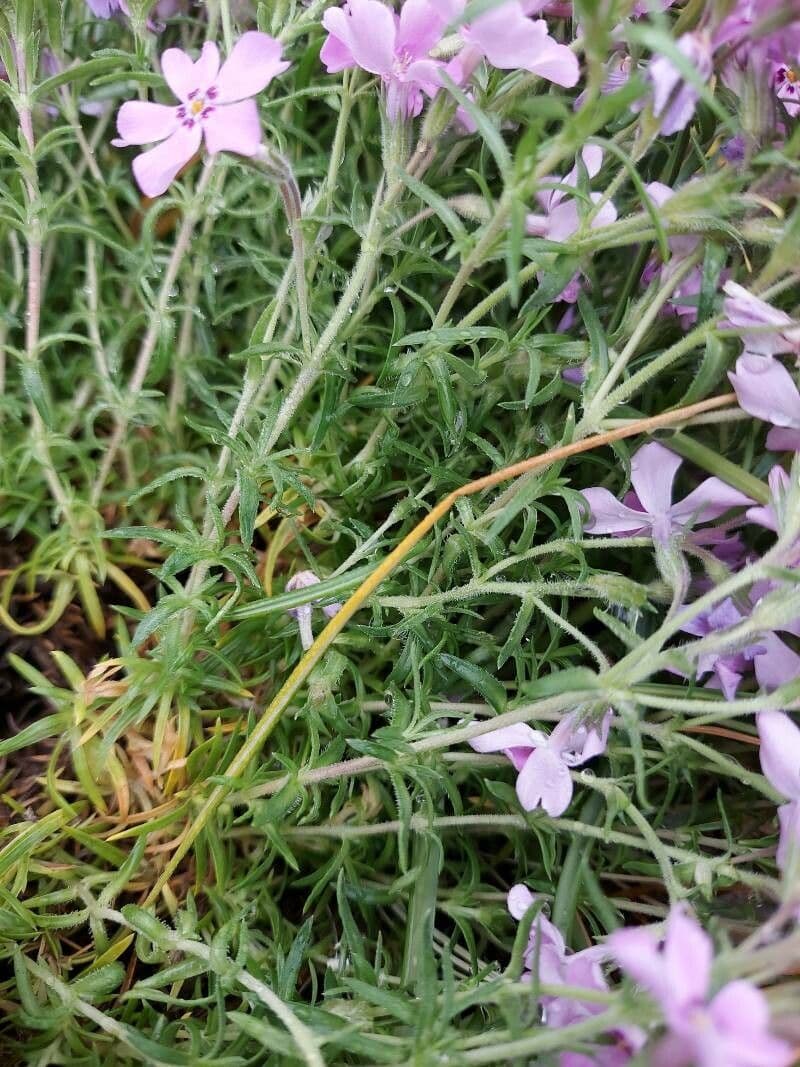 Phlox subulato 13