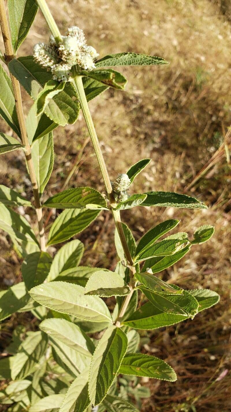 Zamarrilla