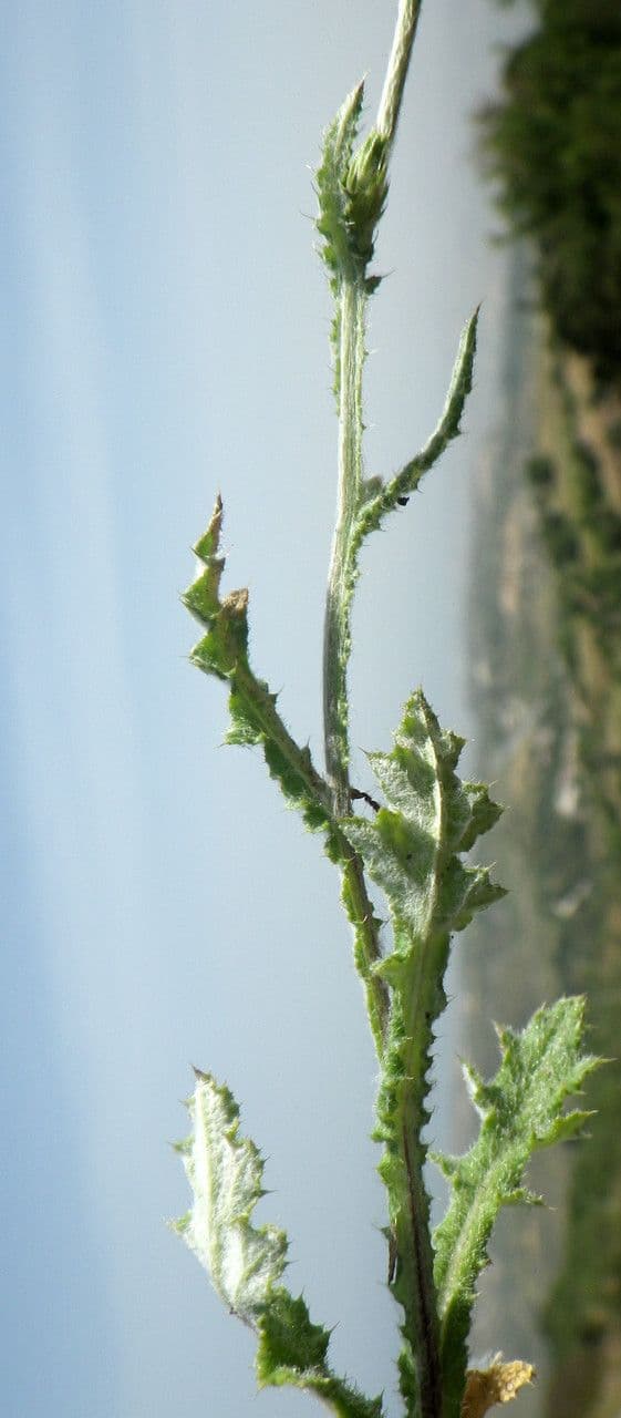 Cardo argentato 9