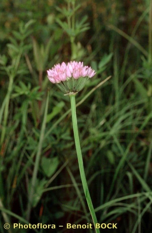 Aglio angoloso 17