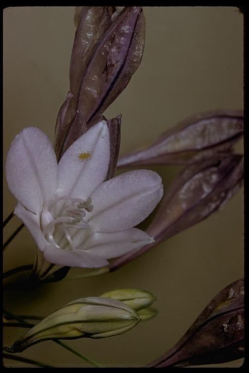 Triteleia laxa 19
