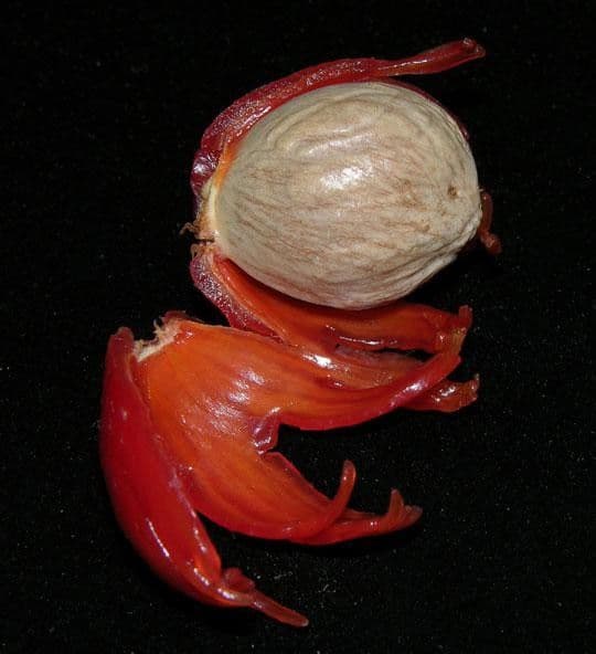 Otoba novogranatensis 3