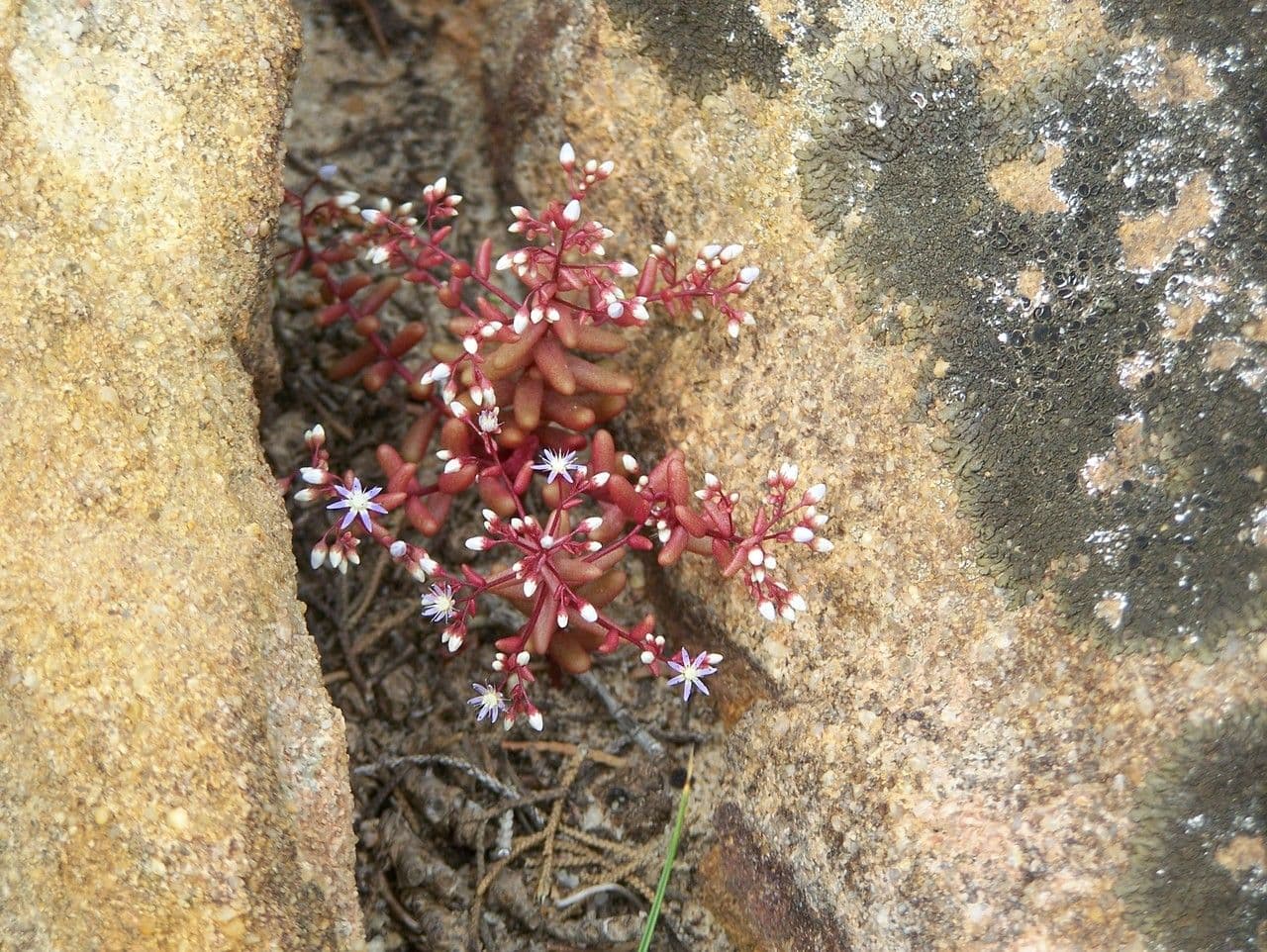 Borracina cerulea 9