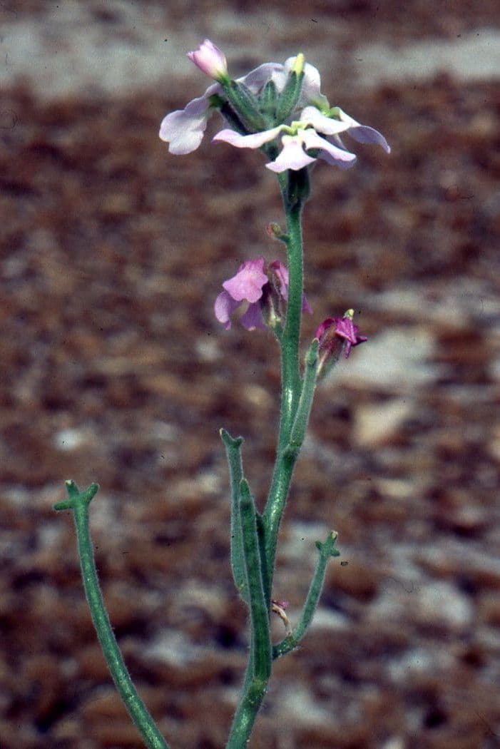 Violaciocca 28