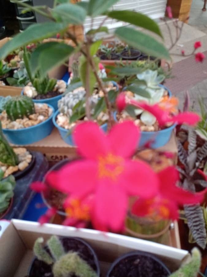 Jatropha integerrima 16
