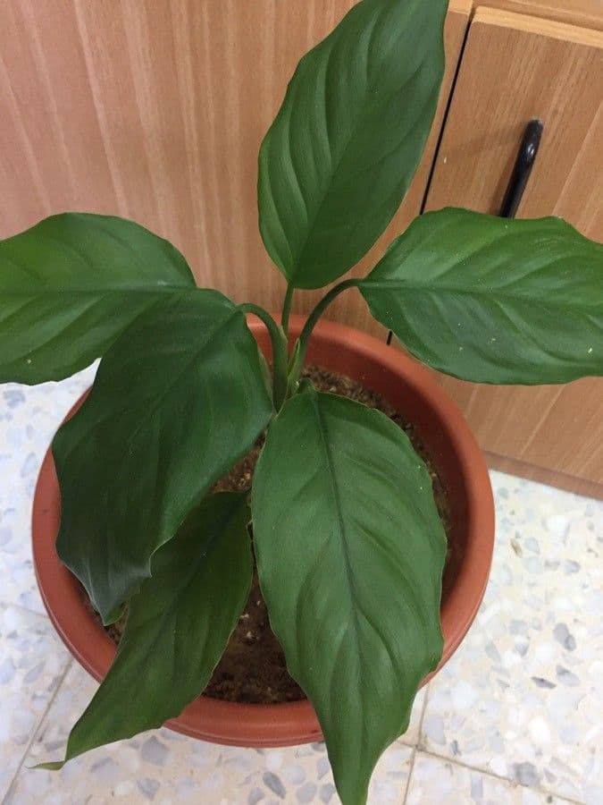 Aglaonema 10