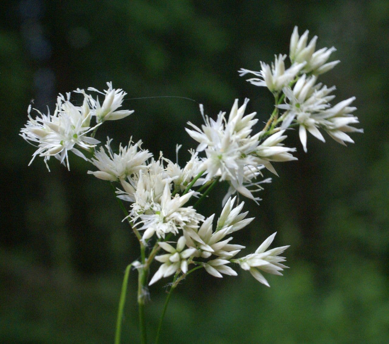 Erba lucciola bianca 6