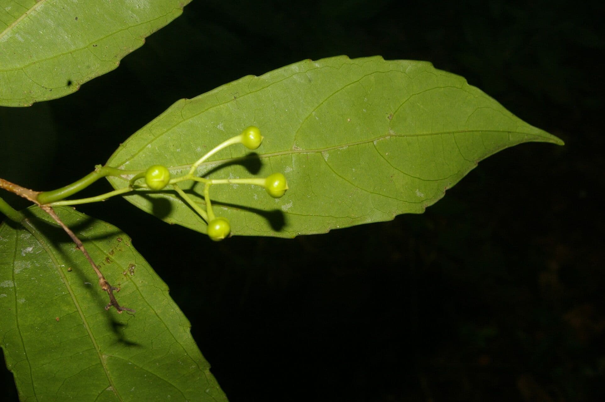 Hasseltiopsis 3
