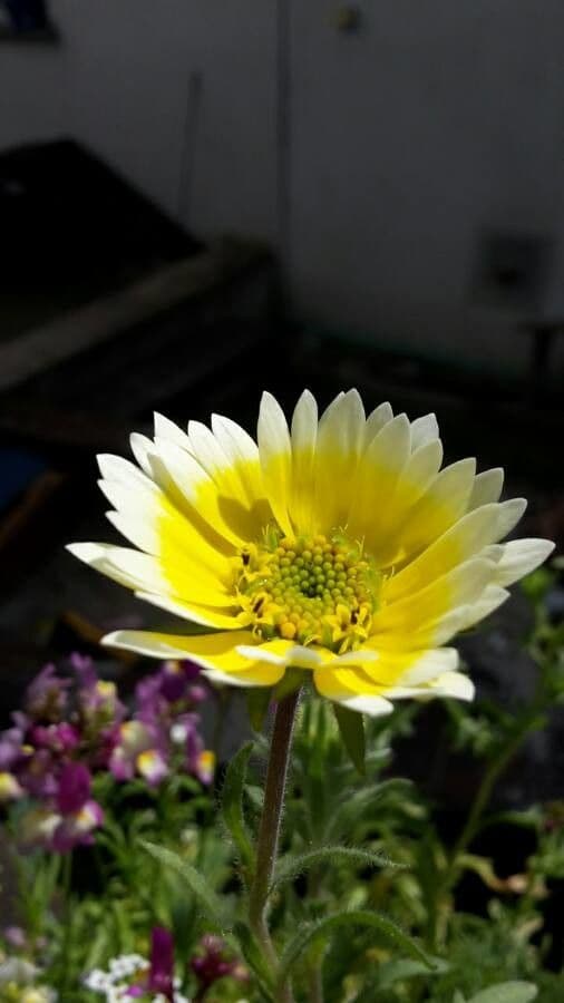 Glatte Teppichmargerite