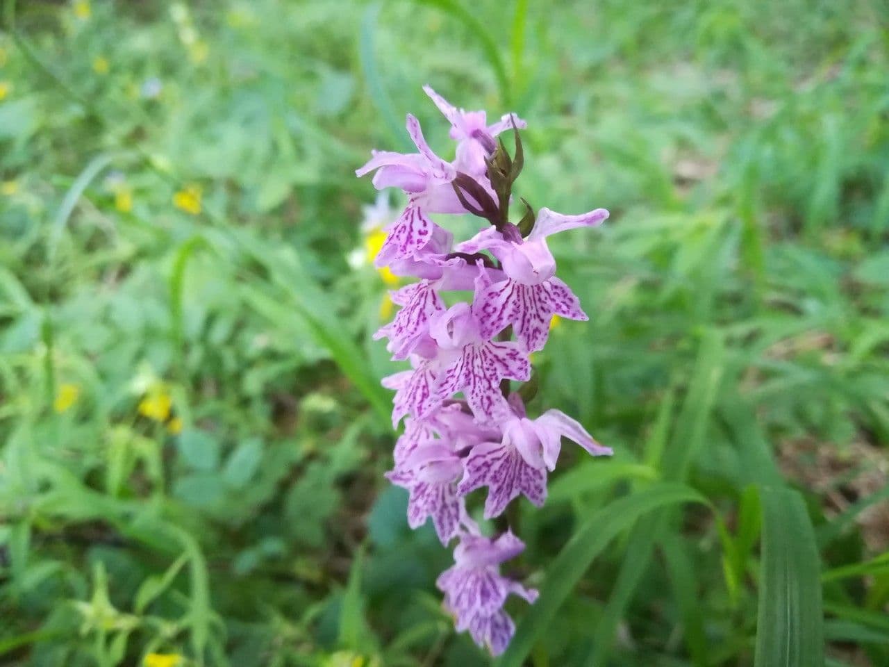 Orchidea di Fuchs 6