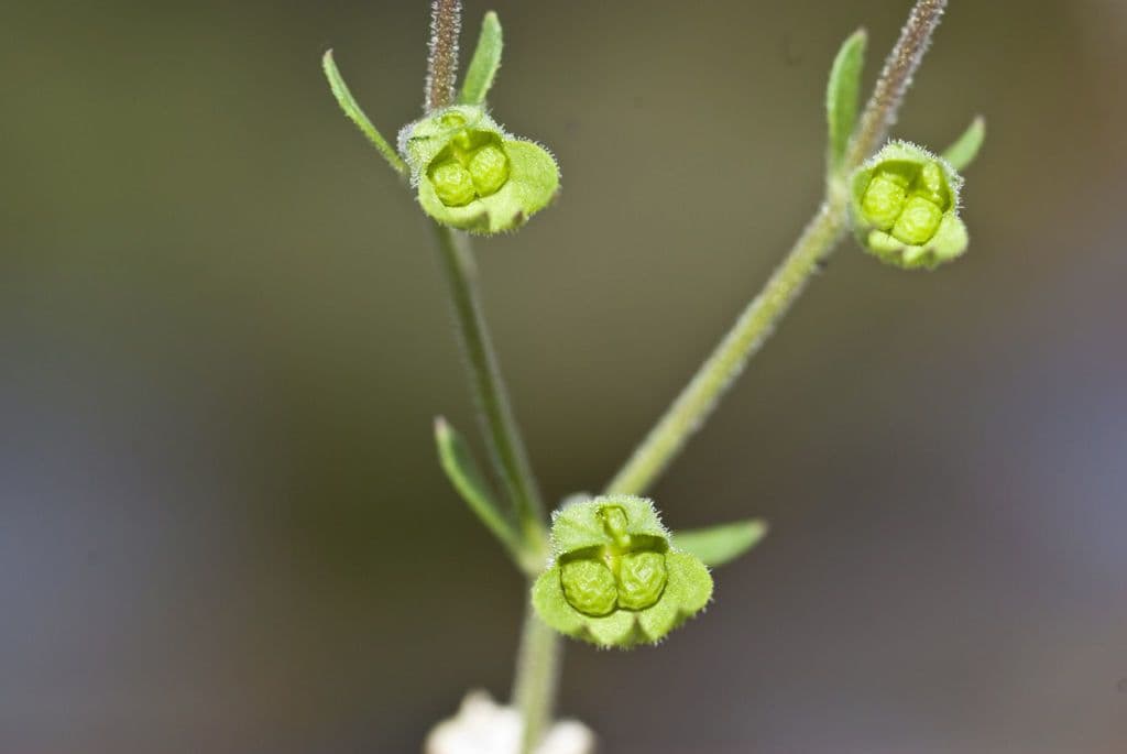 Trichostema